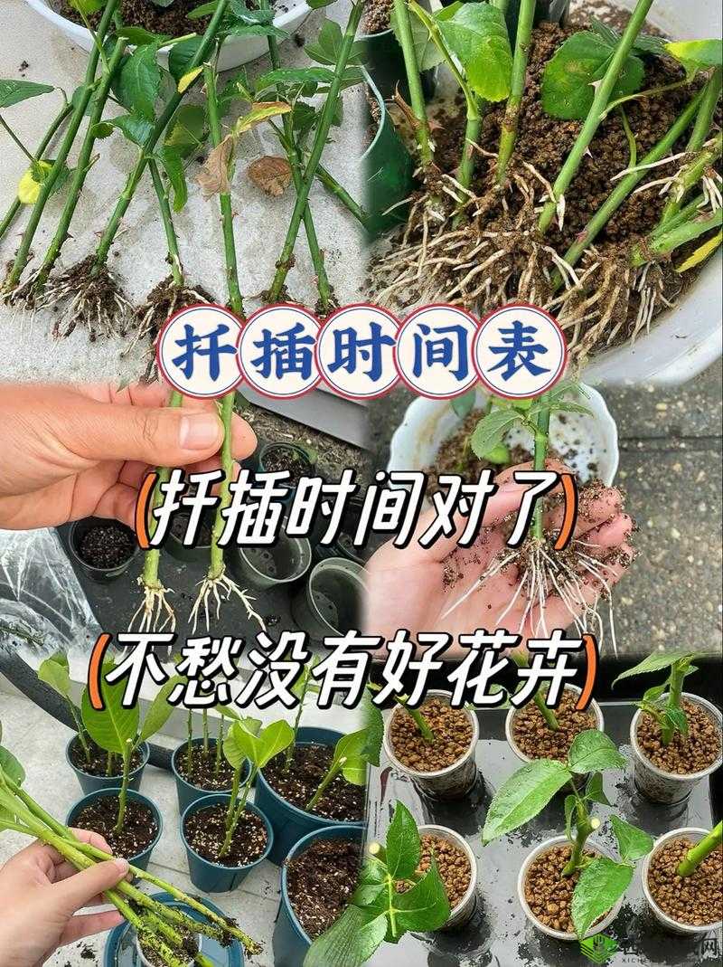 欧式 72 种扦插法的注意事项：要点全解析
