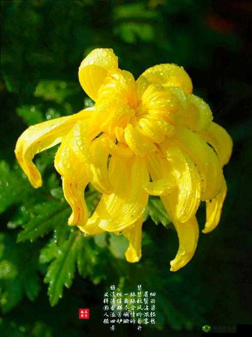 菊花：一支笔的宁静之美