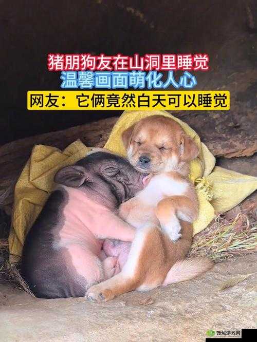 人 or 猪 or 狗：从严谨角度探讨