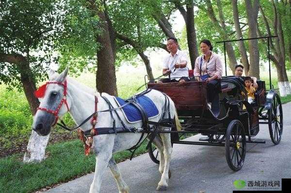 马车上的欢乐：一段难忘之旅