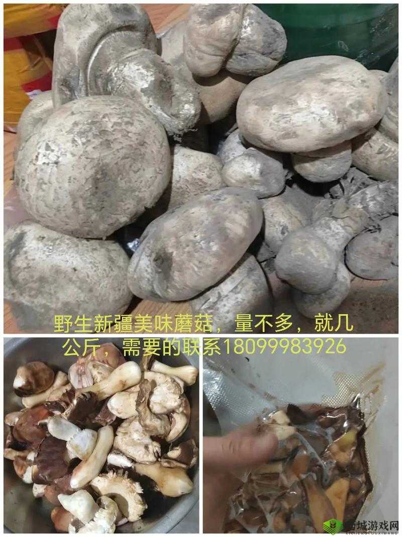 中国新疆XXXXXL19D蘑菇：特色美味新发现