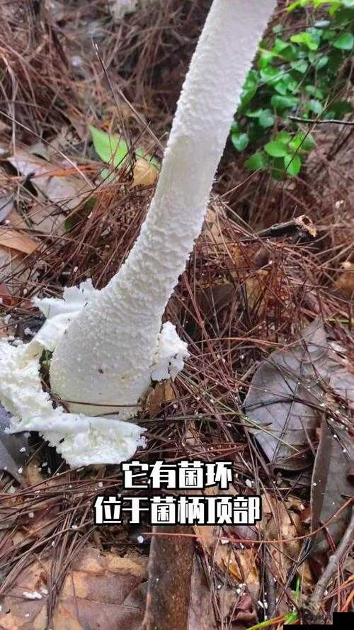 楚留香毒蘑菇采获秘法：长白山探险探寻珍稀毒蘑菇攻略