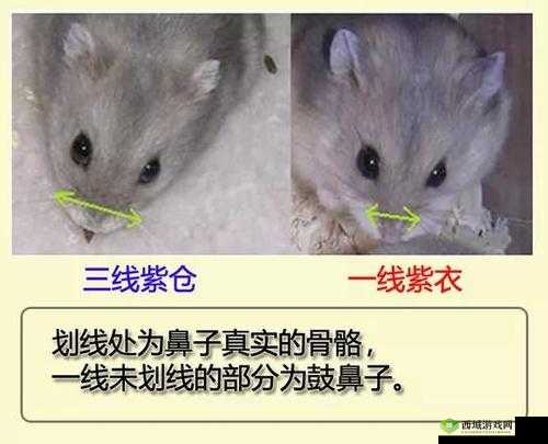 日本一线和三线的区别图片：对比鲜明
