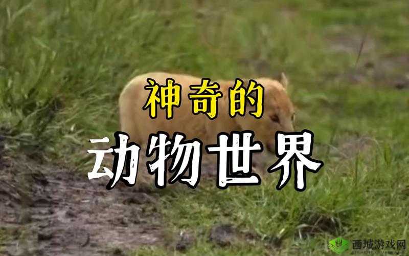 美国ZOOM 动物 3D：神奇的动物世界