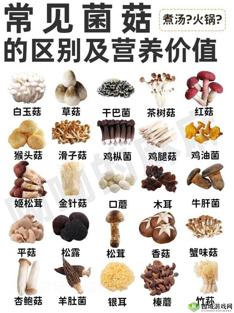 蘑菇科普：种类特性与营养价值